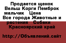 Продается щенок Вельш Корги Пемброк мальчик › Цена ­ 65 000 - Все города Животные и растения » Собаки   . Красноярский край